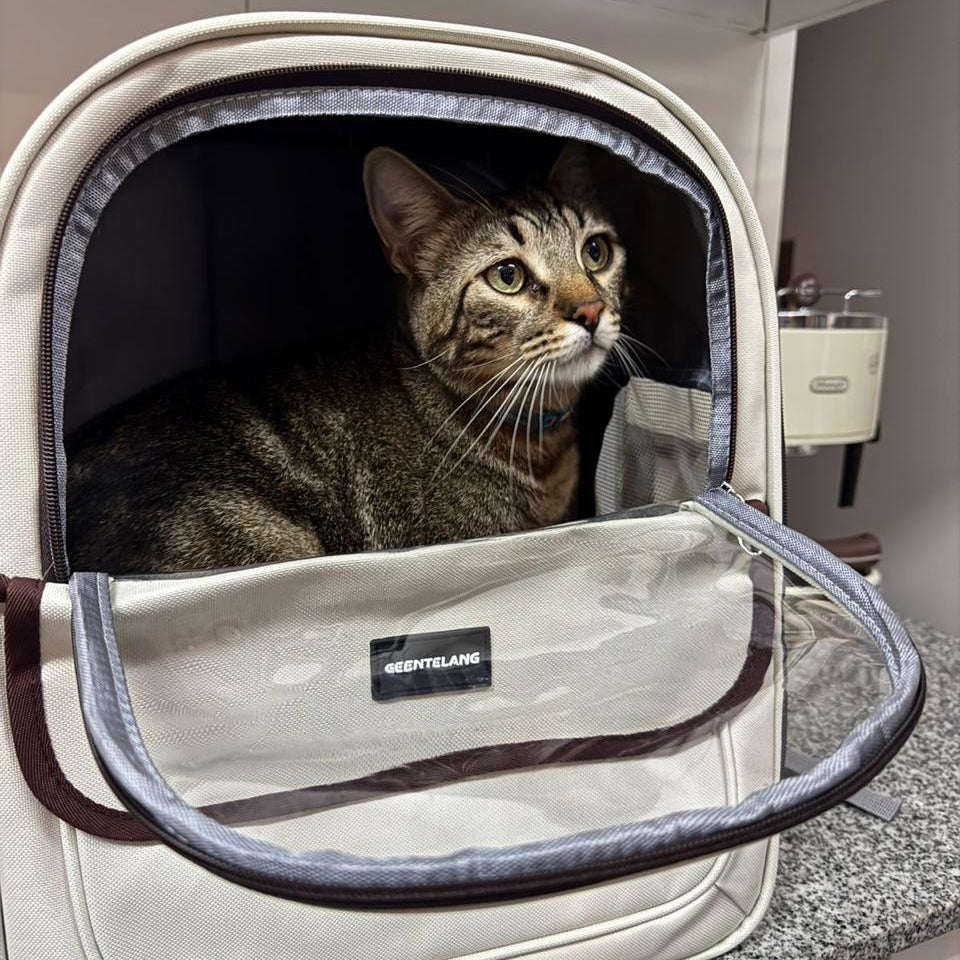 MOCHILA TRANSPORTADORA