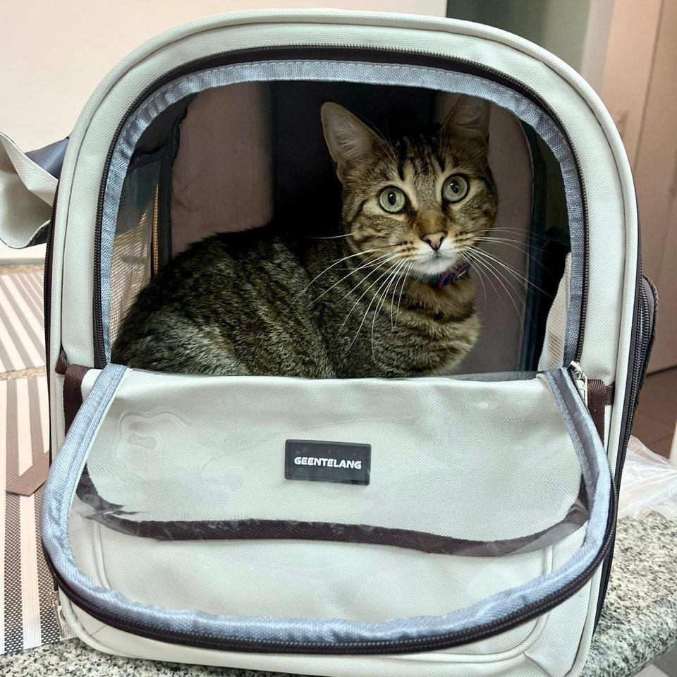 MOCHILA TRANSPORTADORA